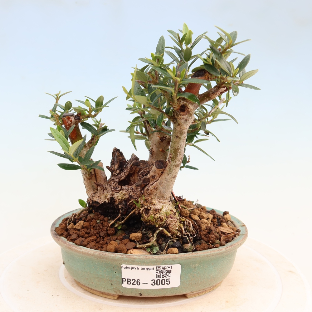 Bonsai da interno - Olea europaea sylvestris