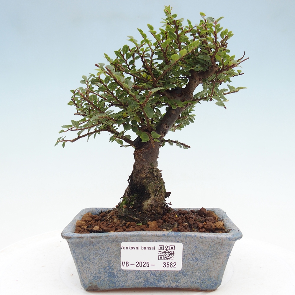 Bonsai da esterno - Ulmus parvifolia Hokkaido - Olmo cinese