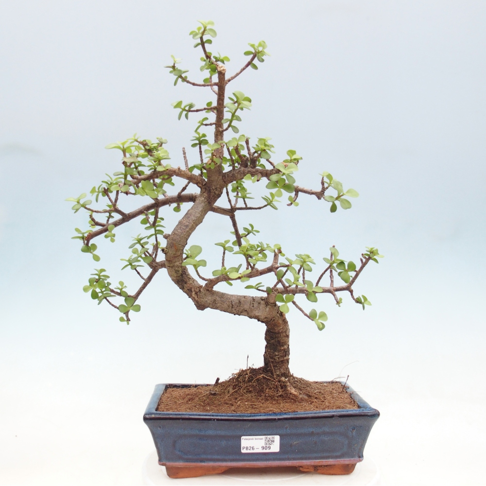Camera bonsai - Portulakaria Afra - Tlustice