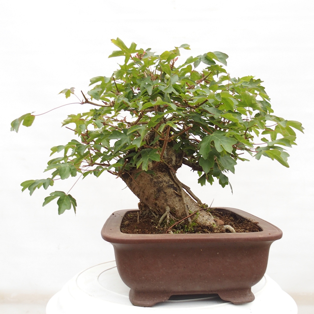 Bonsai da esterno -Javor babyka - Acer campestre
