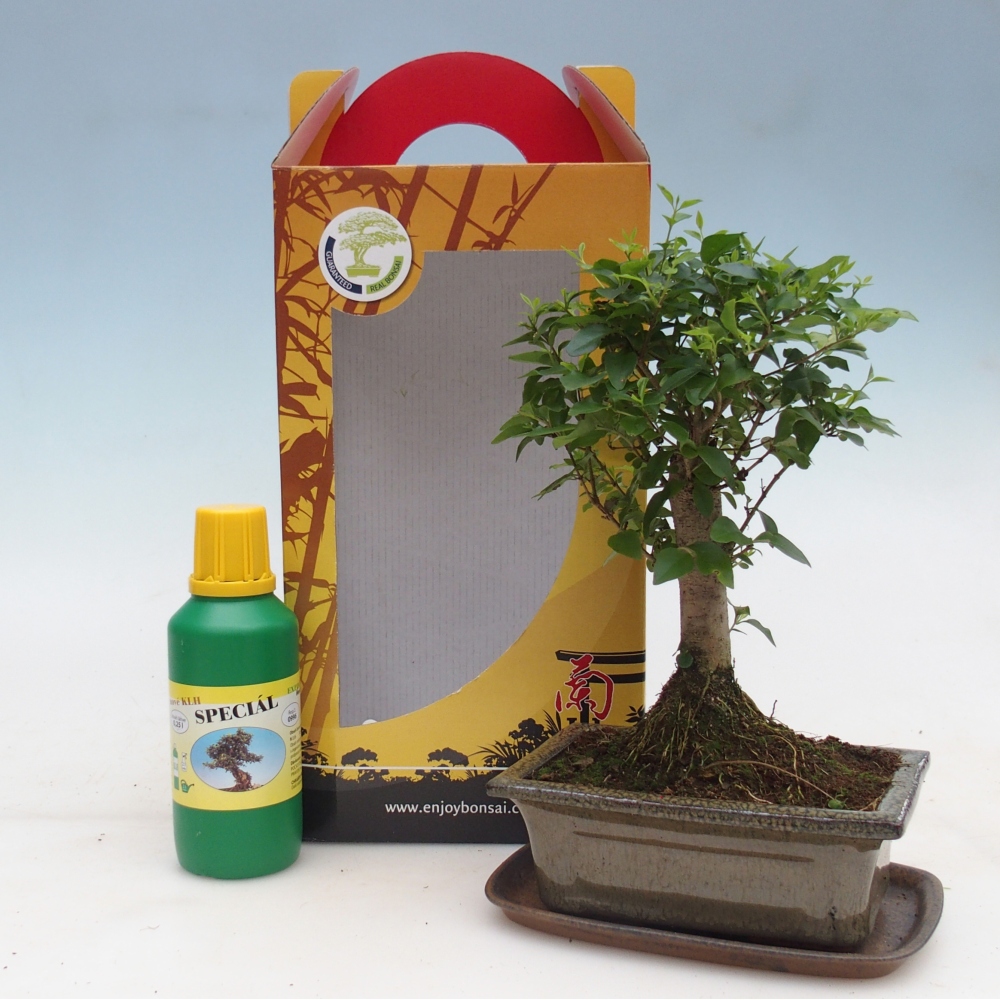 Bonsai da camera in confezione regalo