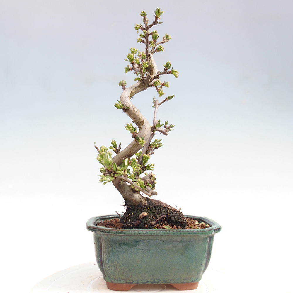 Bonsai da esterno - Malus sargentii - Melo a frutto piccolo