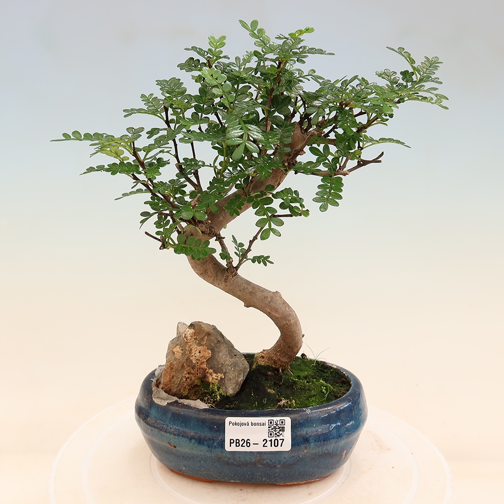 Camera bonsai - Zantoxylum piperitum - albero del pepe