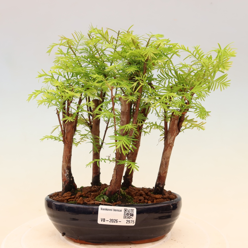 Bonsai da esterno - Metasequoia glyptostroboides - Metasequoia cinese - boschetto