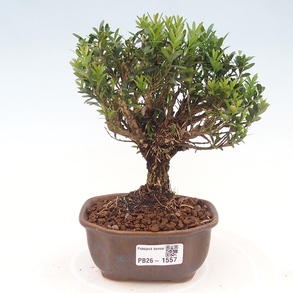 Camera bonsai - Buxus harlandii - buxus da sughero