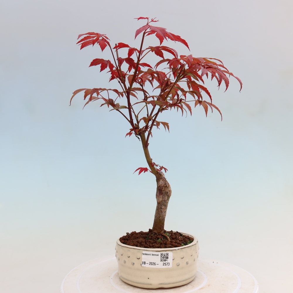 Bonsai da esterno - Palma Acer. Atropurpureum-Javor palmate