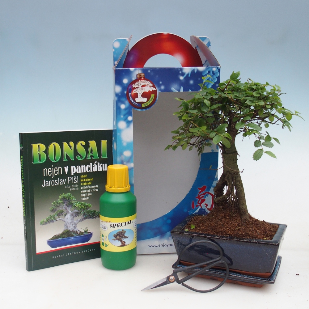 Bonsai da camera in confezione regalo