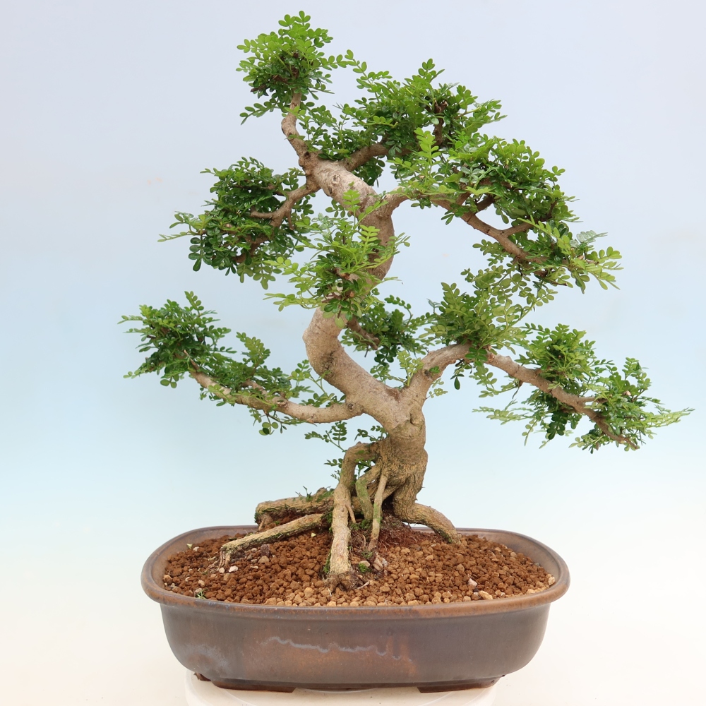 Camera bonsai - Zantoxylum piperitum - albero del pepe