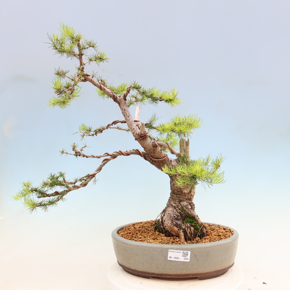 Bonsai da esterno -Larix decidua - Larice