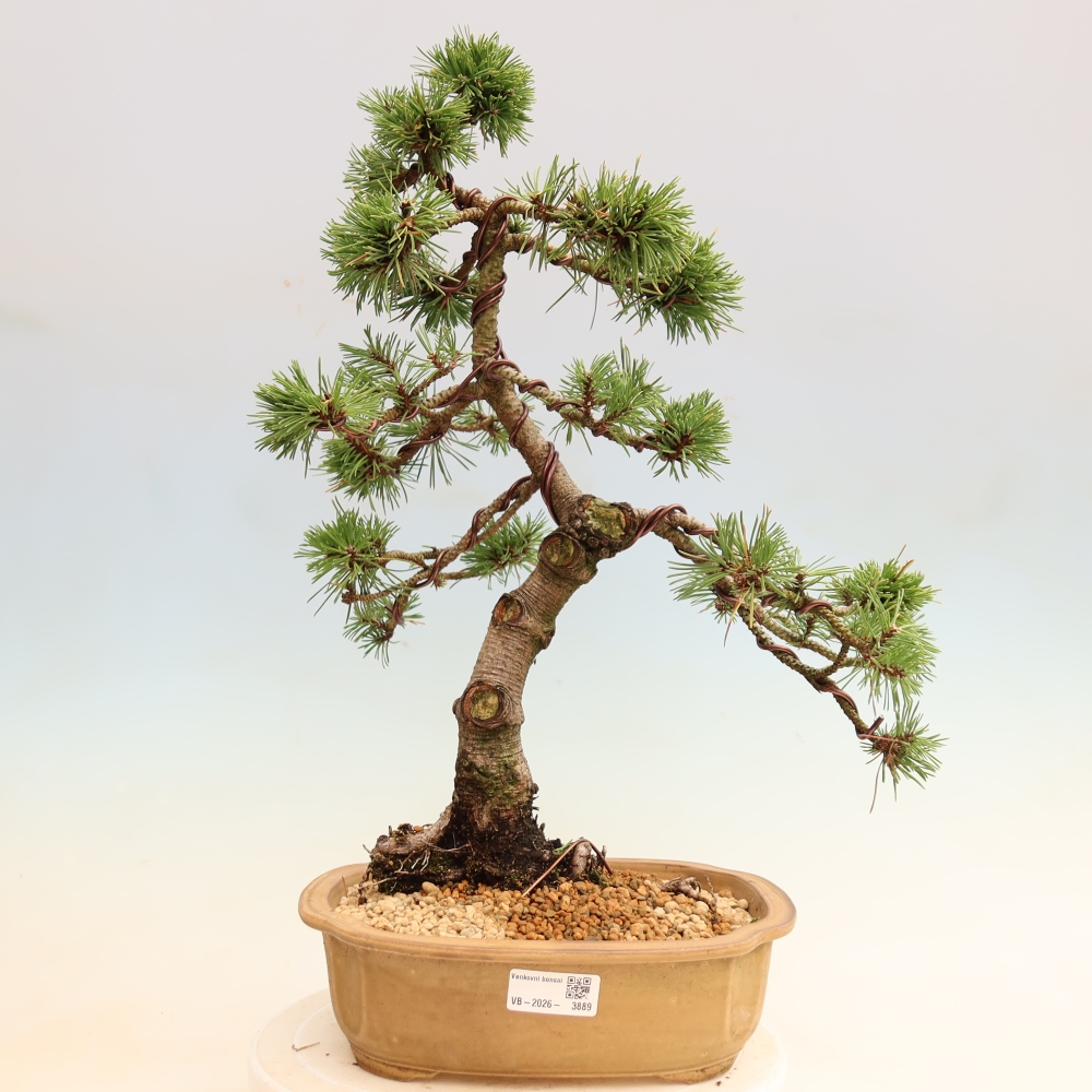 Bonsai da esterno - Pinus mugo Humpy  - Pino mugo