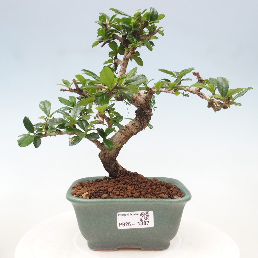 Camera bonsai - Carmona macrophylla - Tea fuki