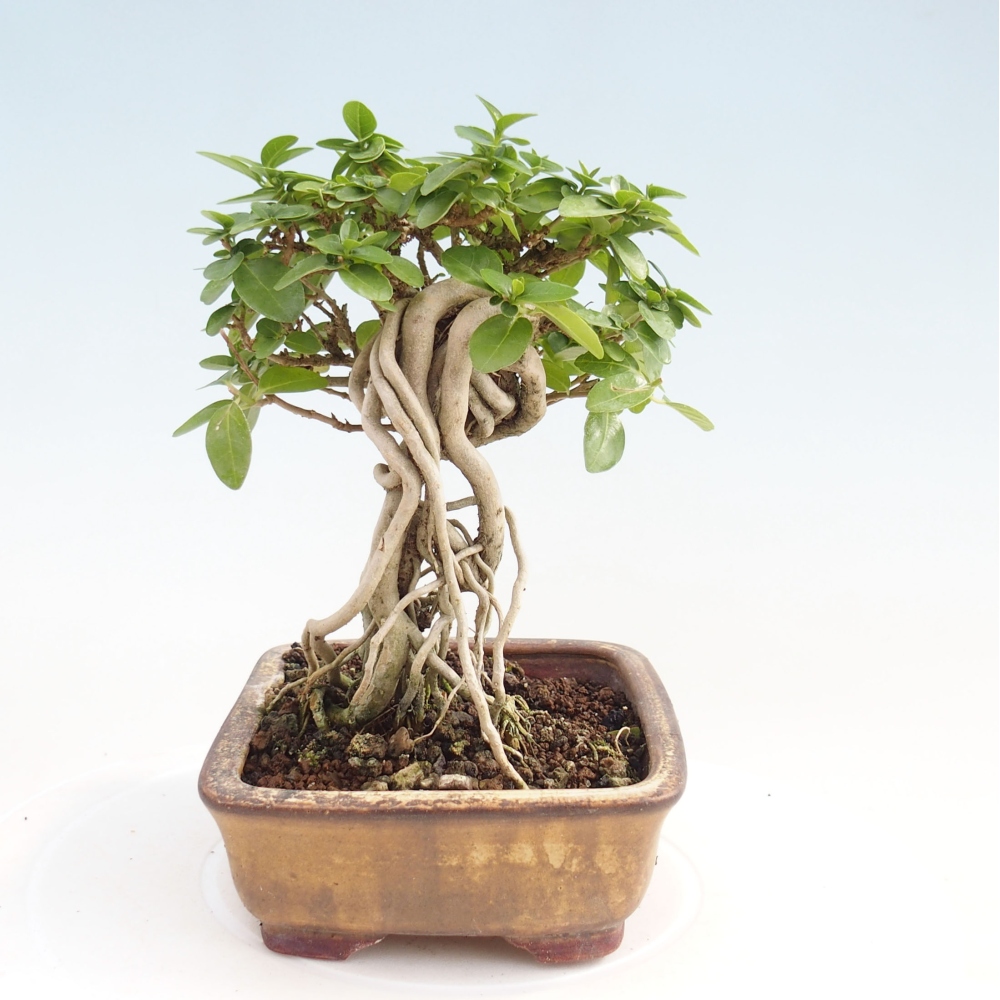 Bonsai da interno - Premna serratifolia - Kozlovna malolista