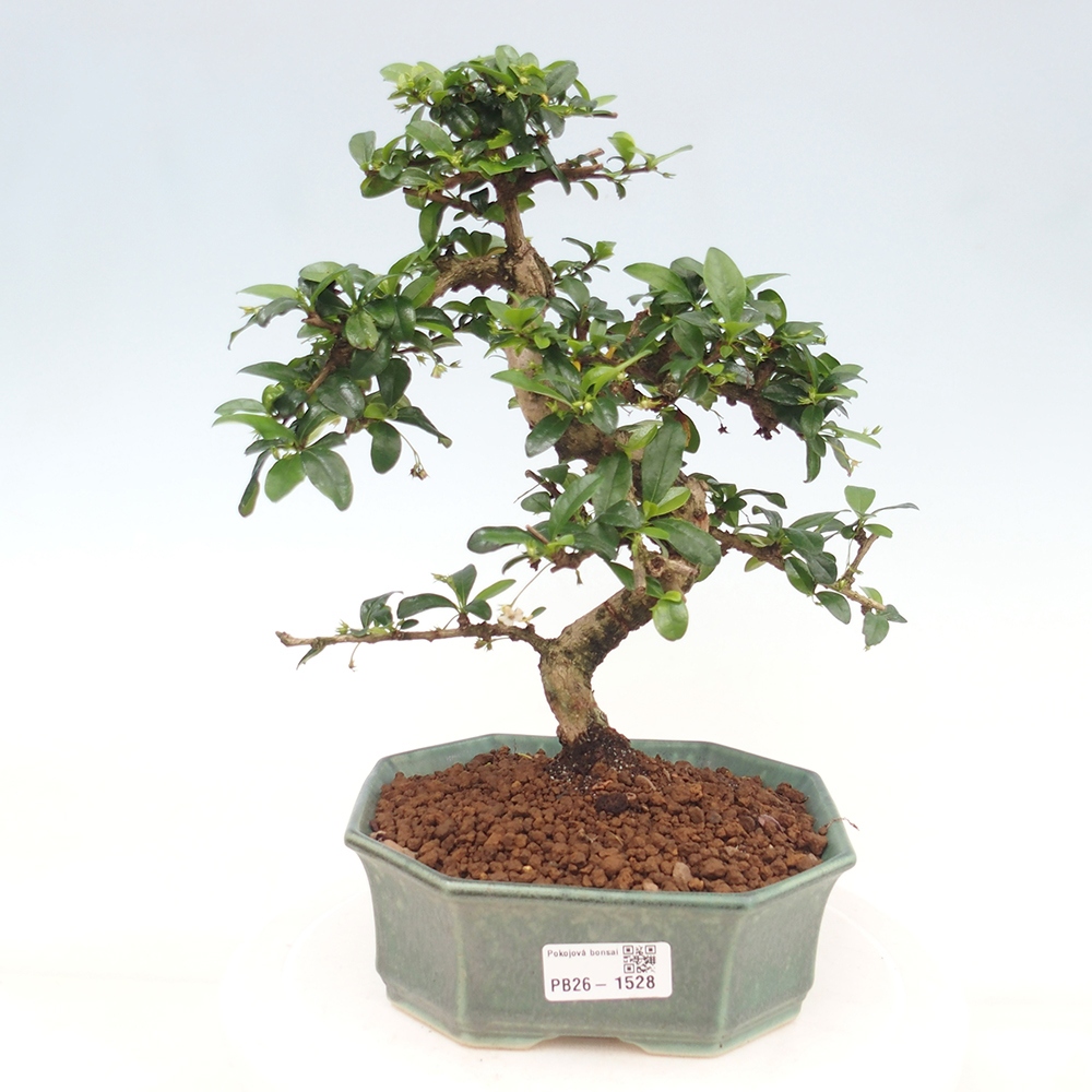 Camera bonsai - Carmona macrophylla - Tea fuki