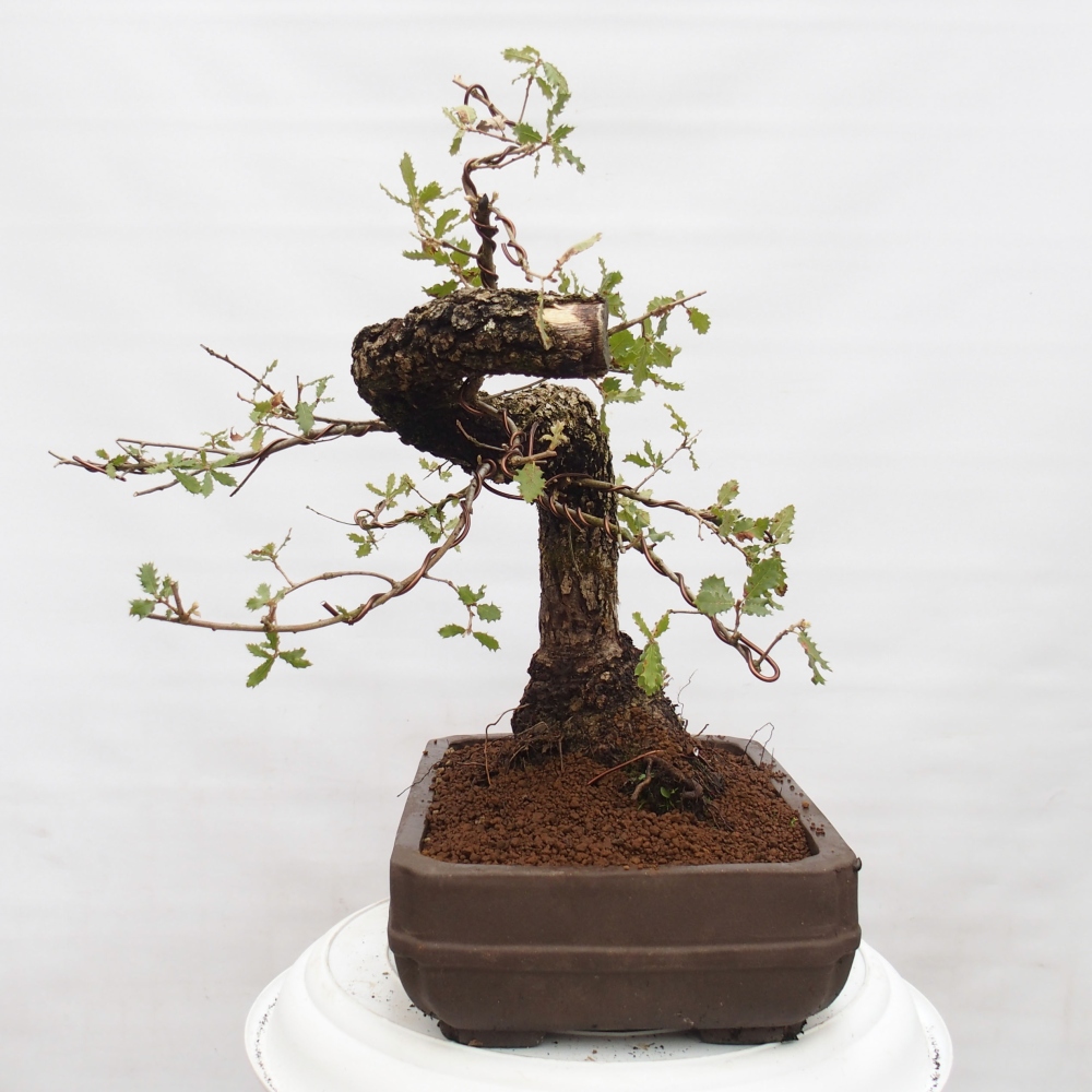 Yamadori - Quercus Ilex - Agrifoglio di quercia