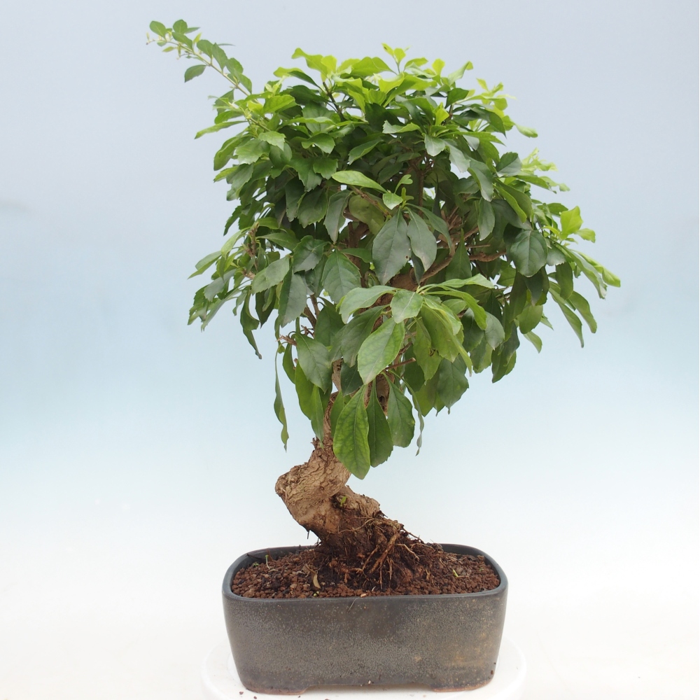 Camera bonsai - Duranta repens -Duranta
