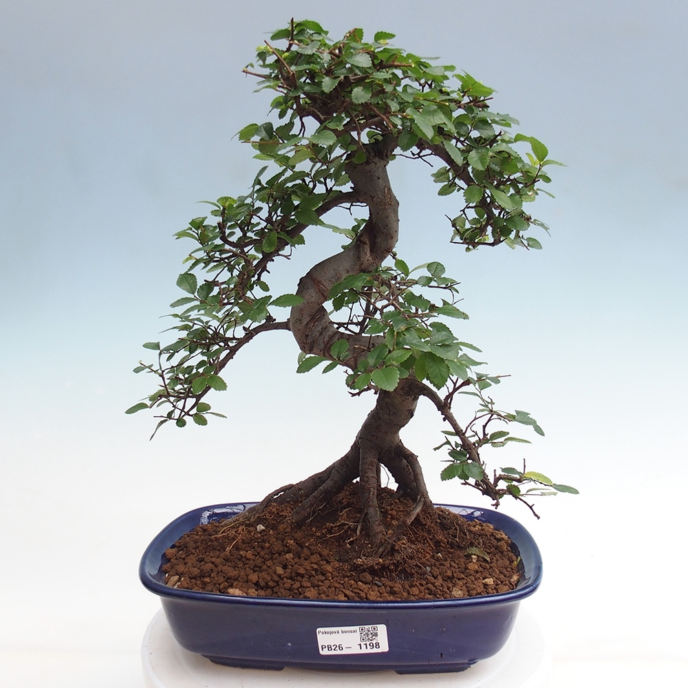 Camera bonsai - Ulmus parvifolia - Olmo a foglie piccole