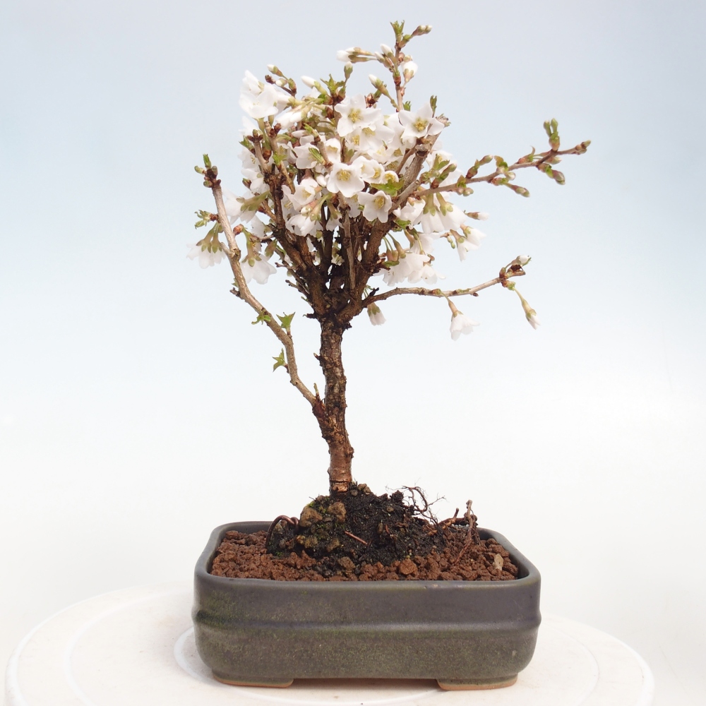 Bonsai da esterno - Prunus incisa Kojou-no mai-Plivon ritagliato
