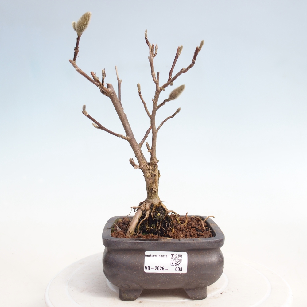 Bonsai da esterno - Magnolia stellata