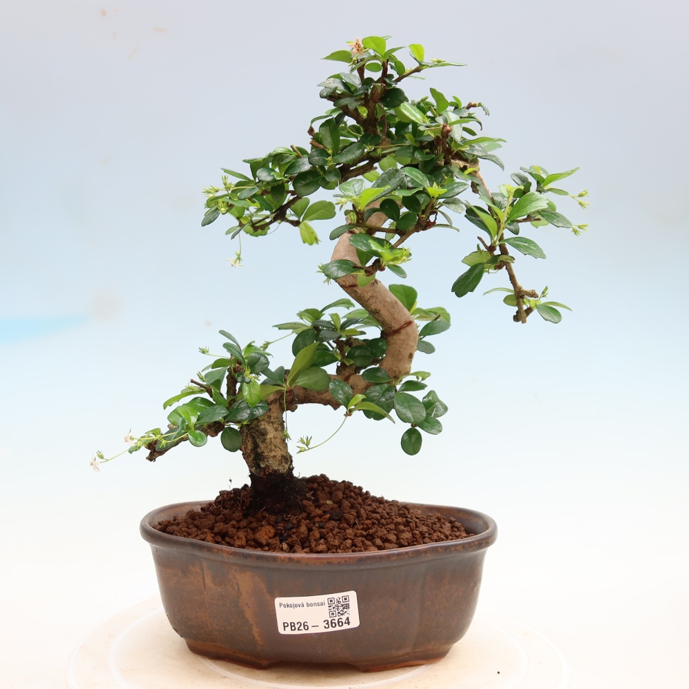 Camera bonsai - Carmona macrophylla - Tea fuki