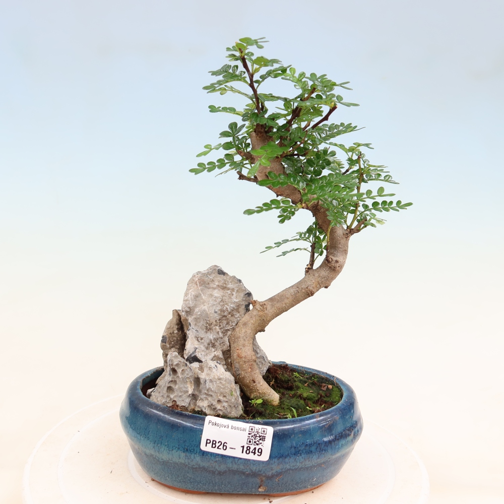 Camera bonsai - Zantoxylum piperitum - albero del pepe