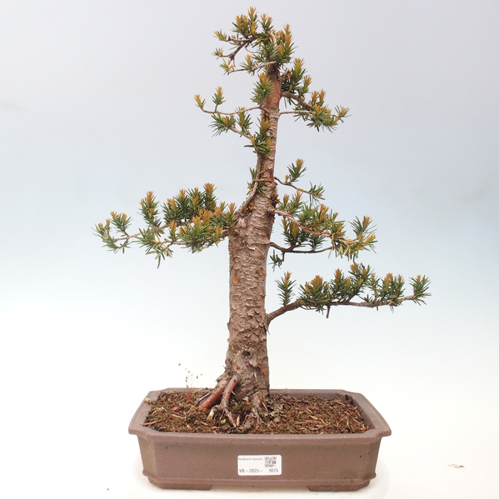 Bonsai da esterno - Taxus cuspidata - Tasso giapponese