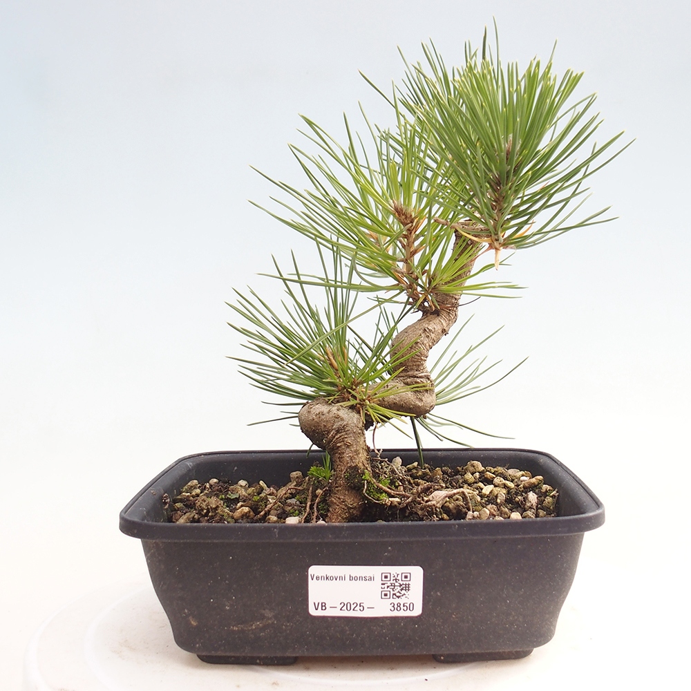 Bonsai da esterno - Pinus thunbergii - Pino di Thunberg
