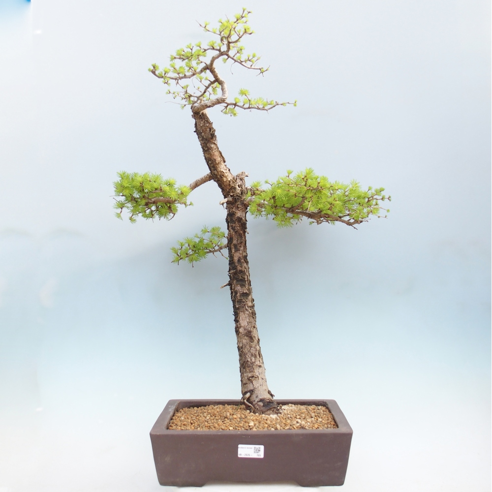 Bonsai da esterno -Larix decidua - Larice