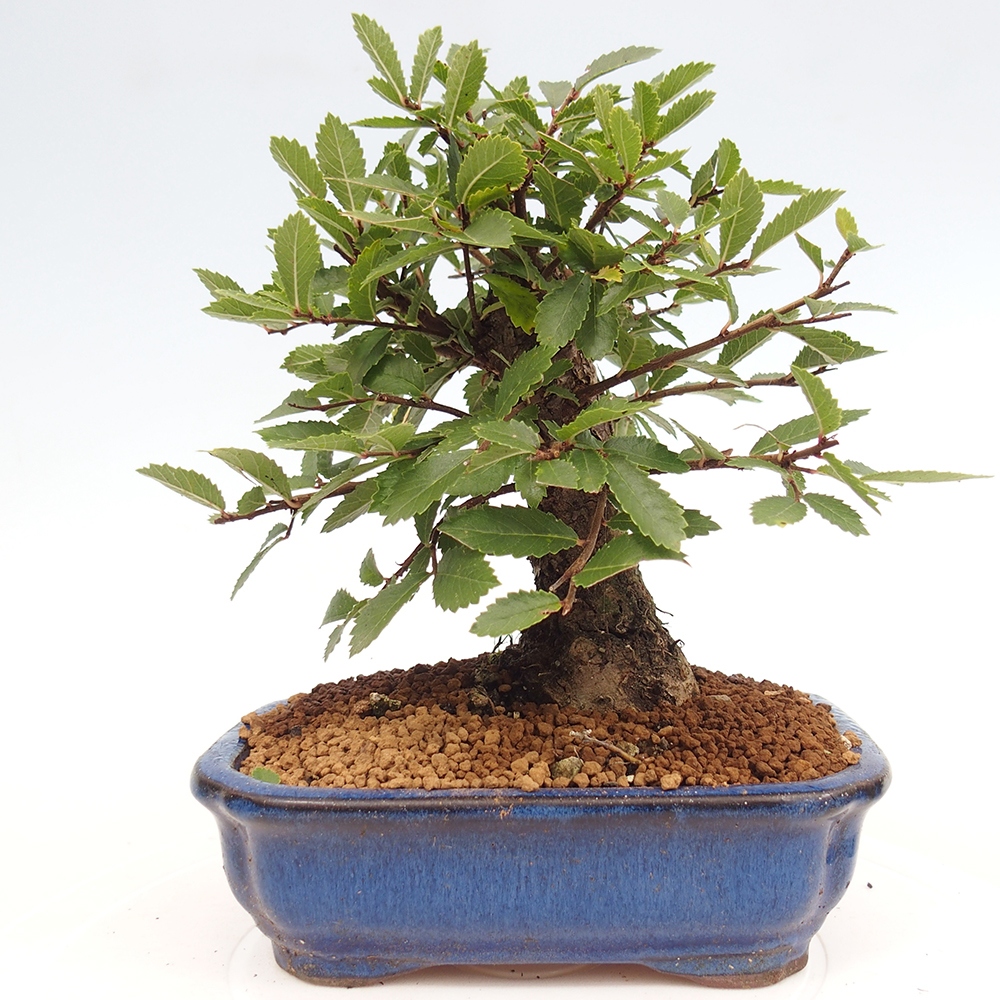 Bonsai da esterno - Zelkova - Zelkova NIRE