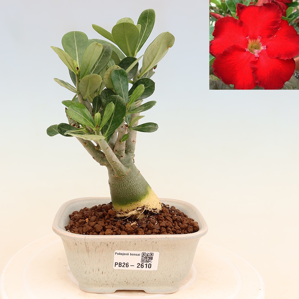 Bonsai da interno - Adenium obesum Red Star - Rosa del deserto