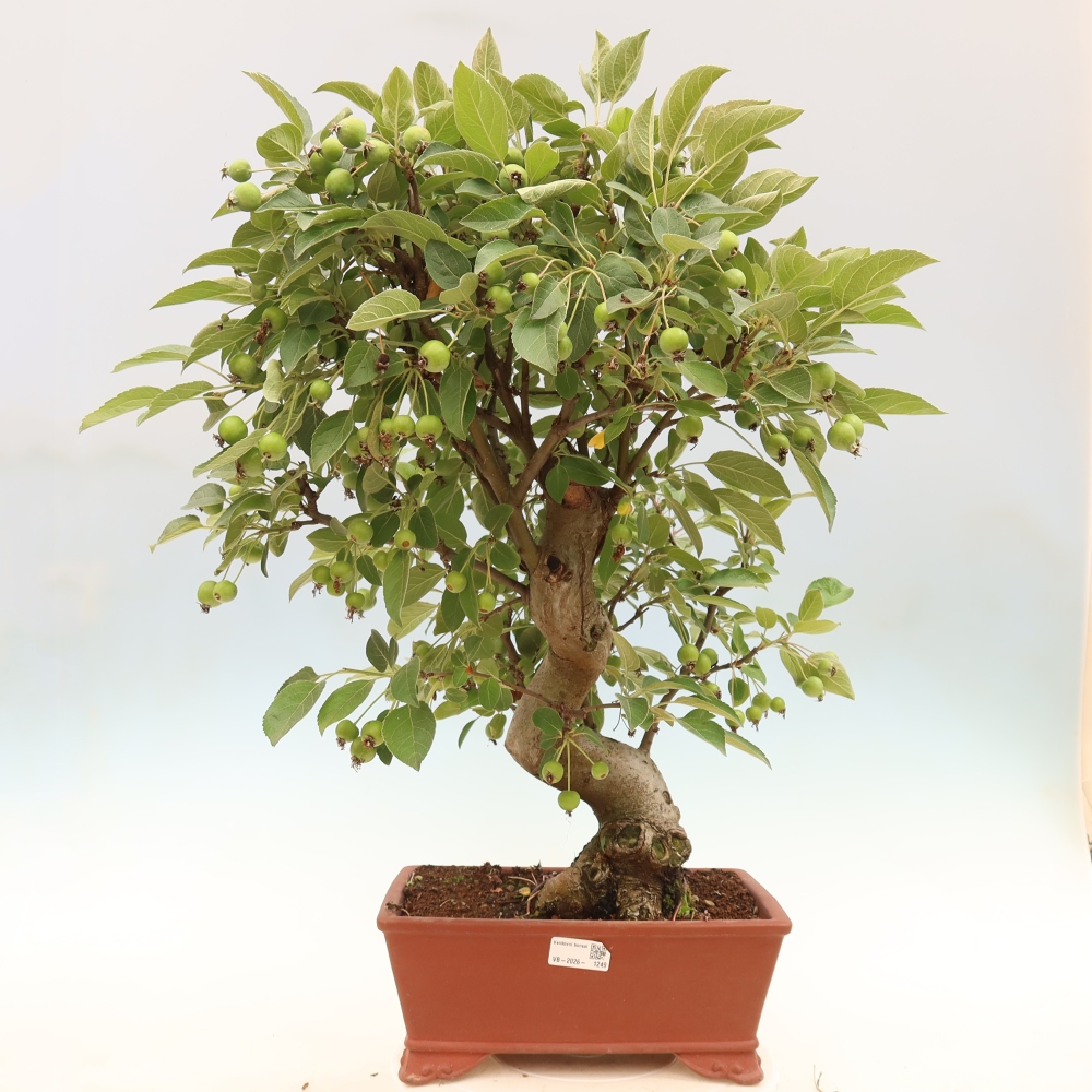 Bonsai da esterno -Malus halliana - Melo a frutto piccolo