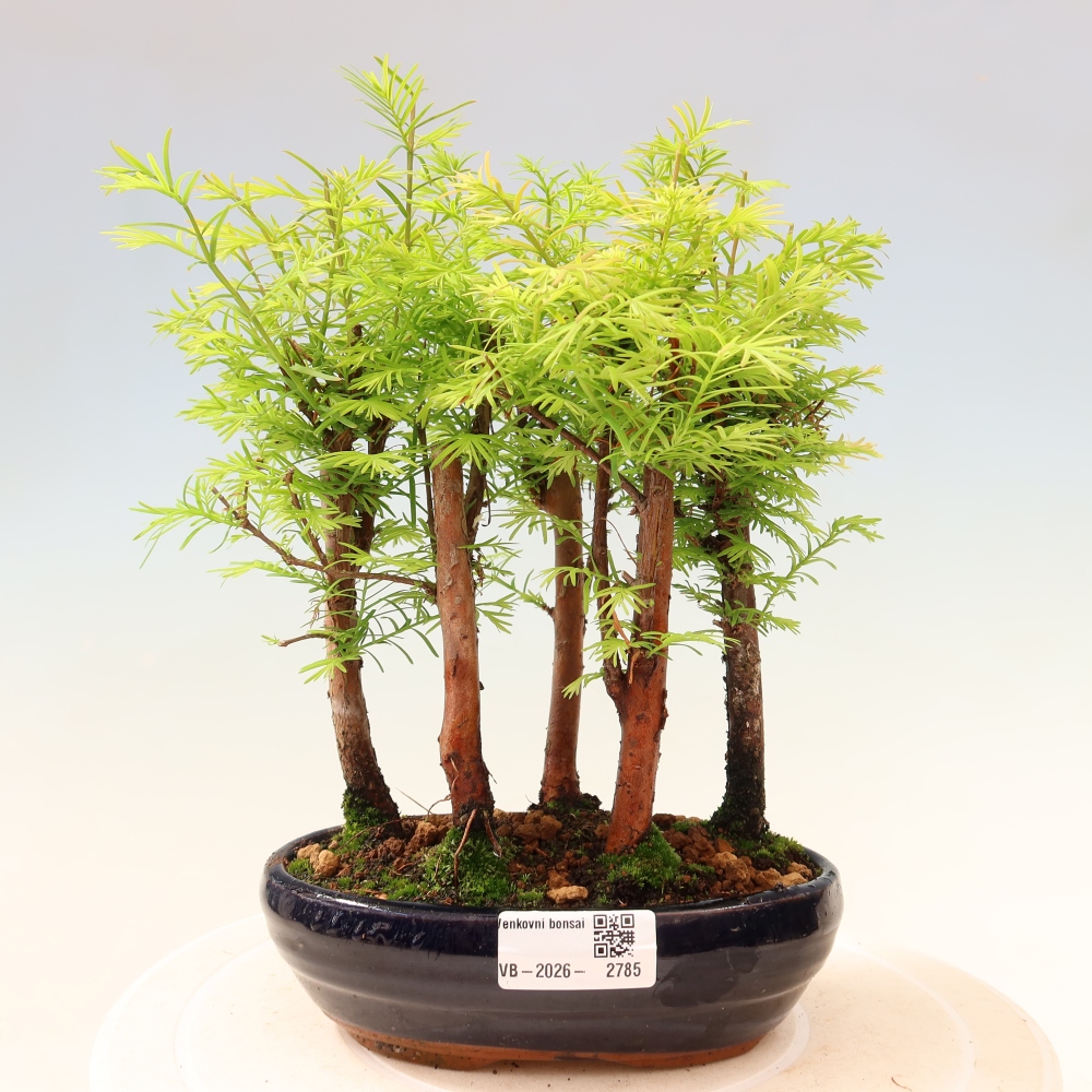 Bonsai da esterno - Metasequoia glyptostroboides - Metasequoia cinese - boschetto