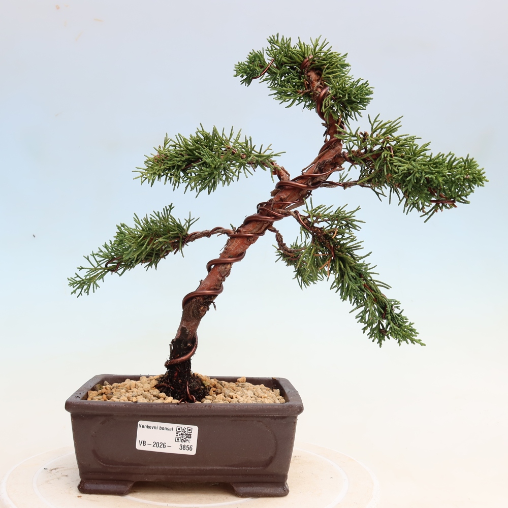 Bonsai da esterno - Juniperus chinensis Kishu