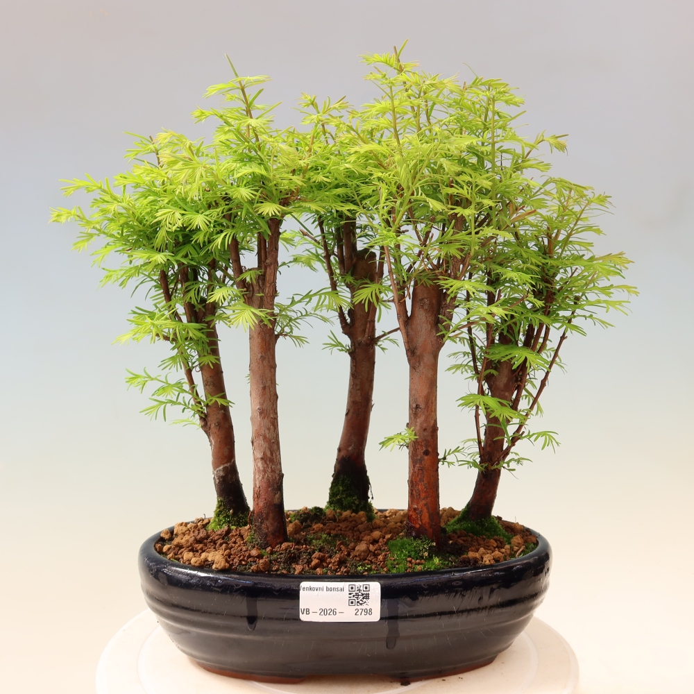 Bonsai da esterno - Metasequoia glyptostroboides - Metasequoia cinese - boschetto