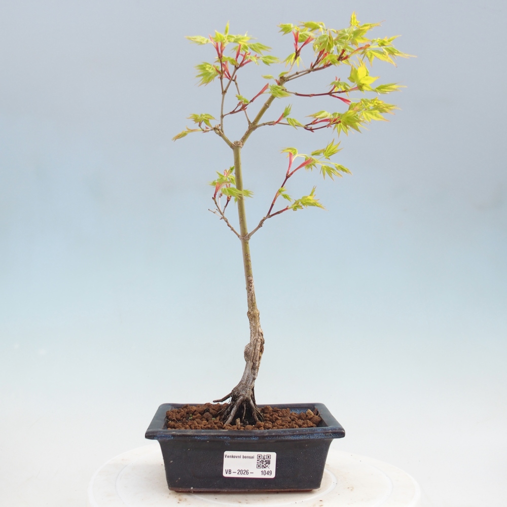 Acer palmatum Aureum - Acero dorato