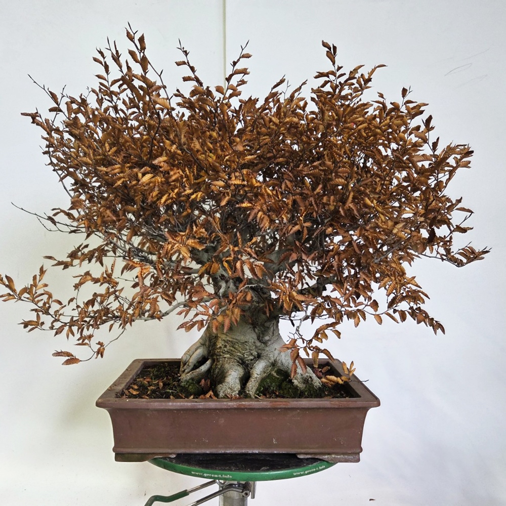 Bonsai da esterno - Fagus crenata
