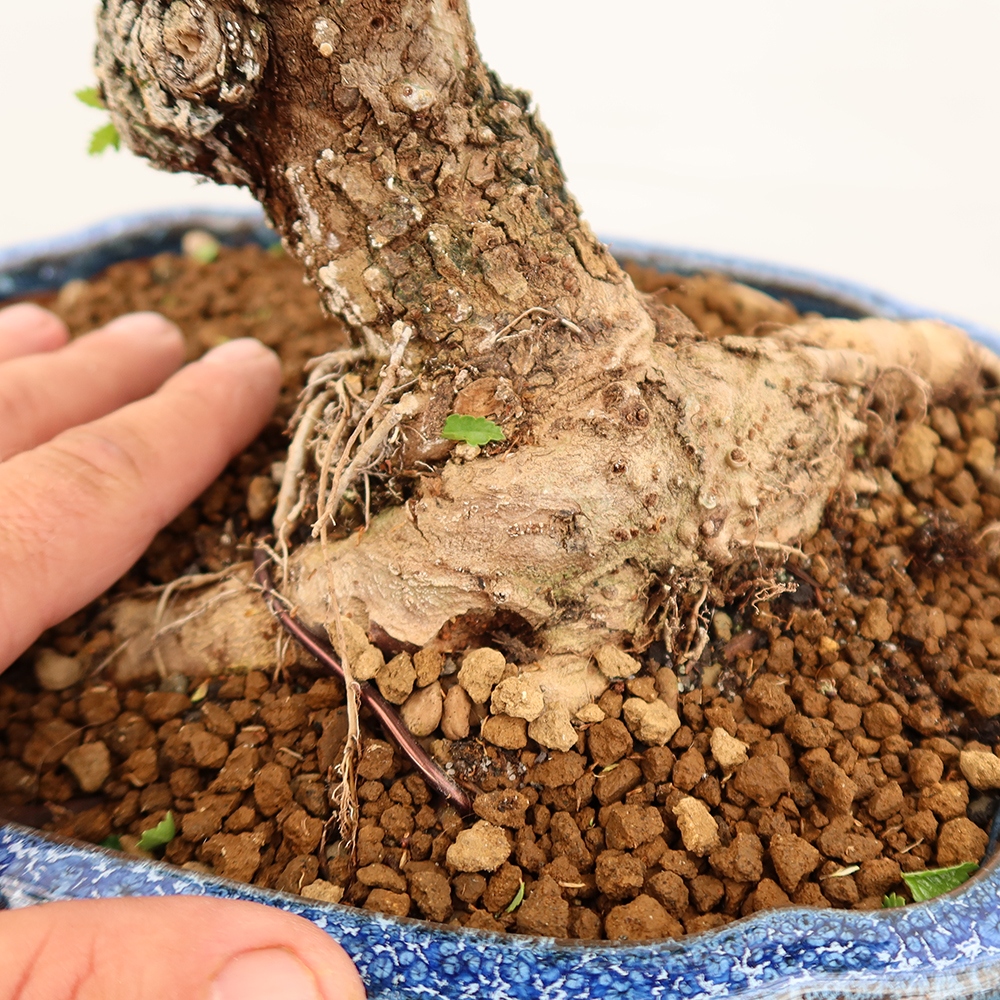 Bonsai da esterno - Zelkova - Zelkova NIRE