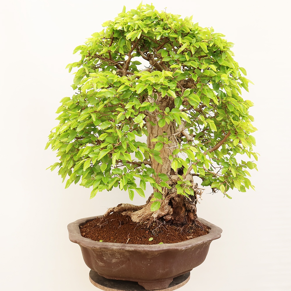 Bonsai da esterno -Carpinus Coreana - Carpino coreano
