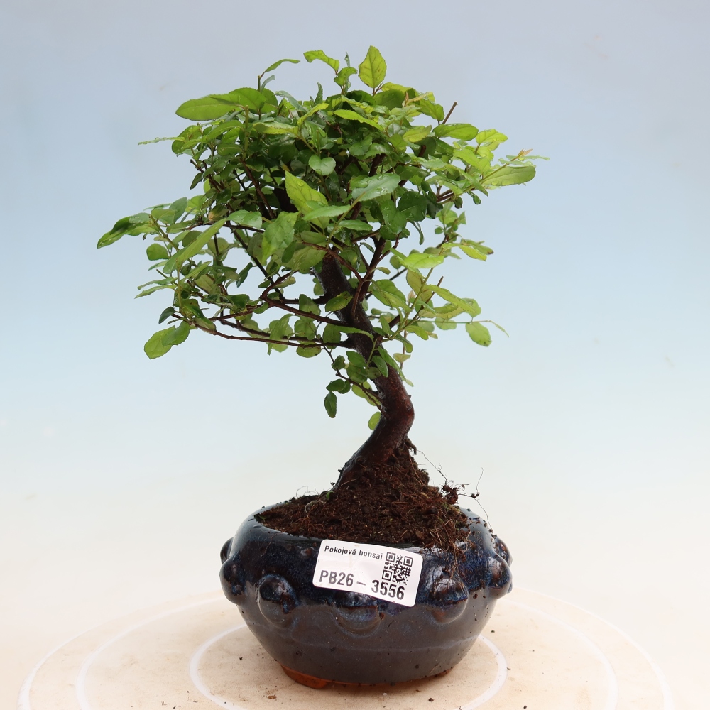 Camera bonsai - Sageretia thea - Sageretia thea