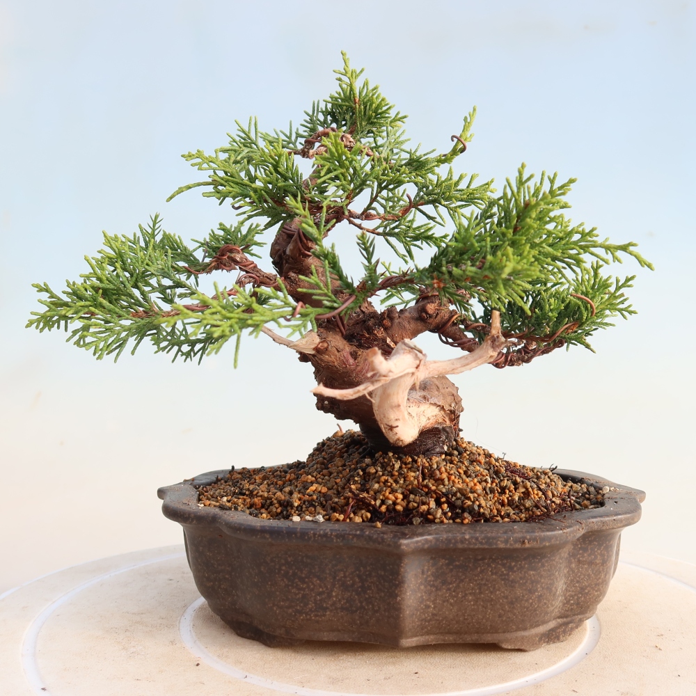 Bonsai da esterno - Juniperus chinensis Itoigawa