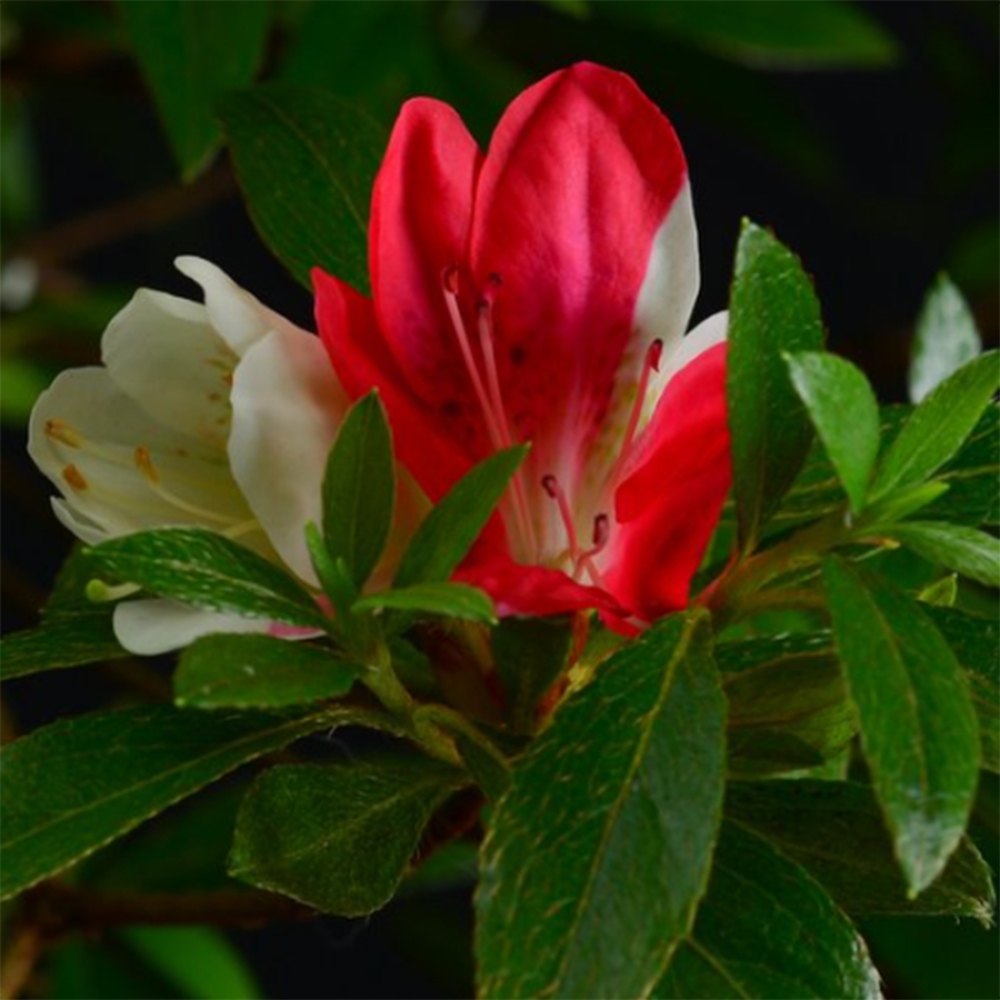 Bonsai da esterno - Azalea giapponese - Azalea Senhime