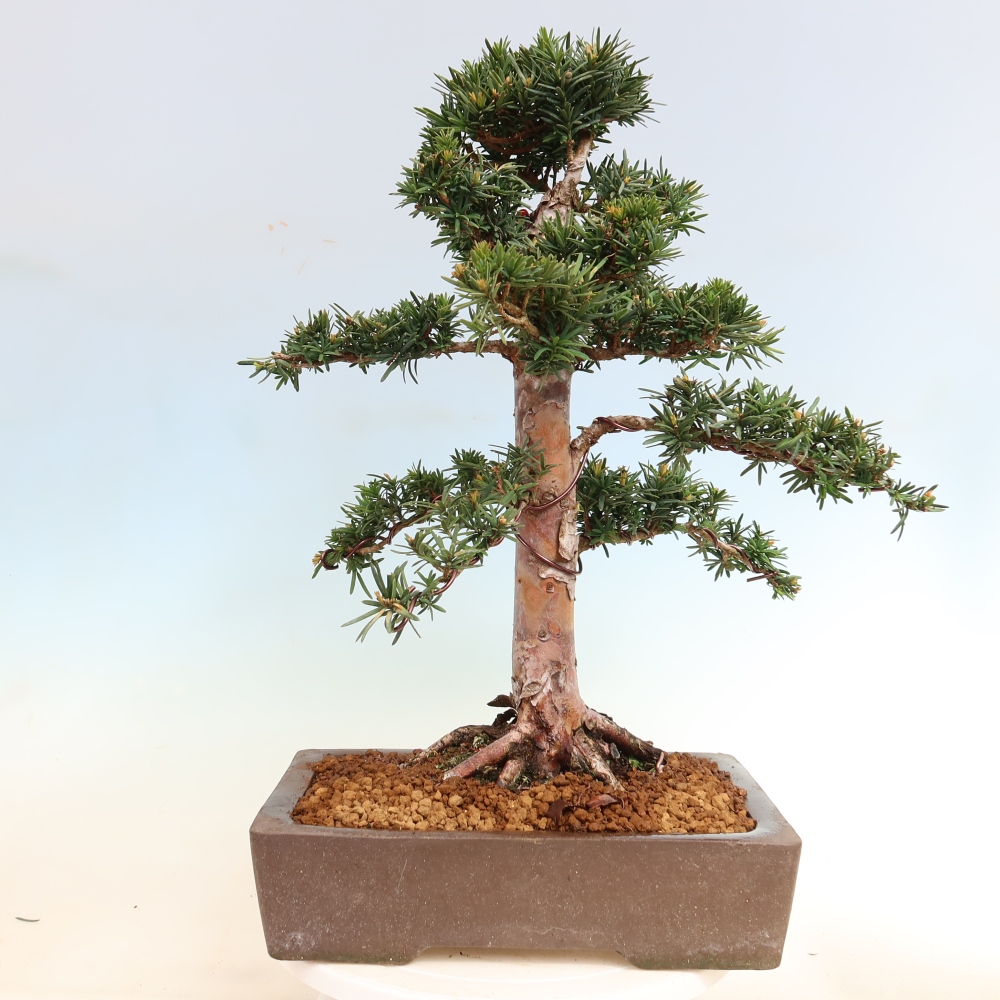 Bonsai da esterno - Taxus cuspidata - Tasso giapponese