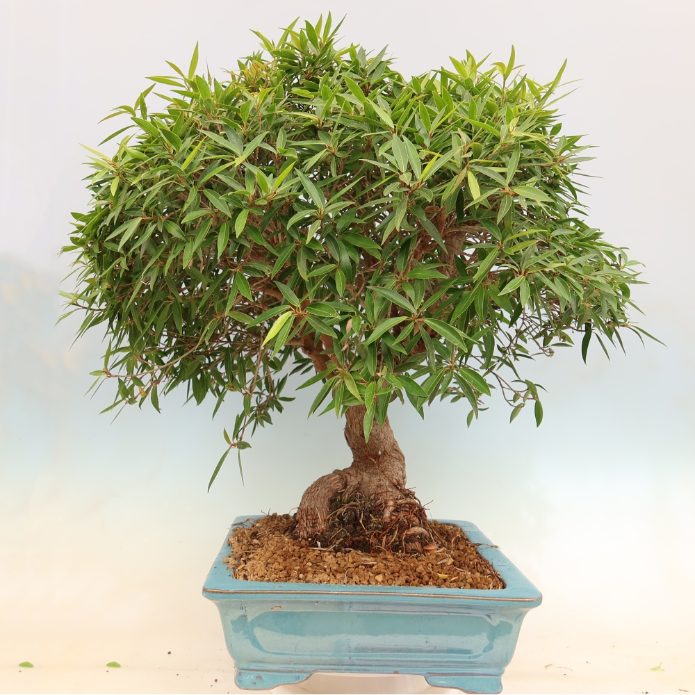Camera bonsai - Ficus nerifolia - ficus a foglie piccole