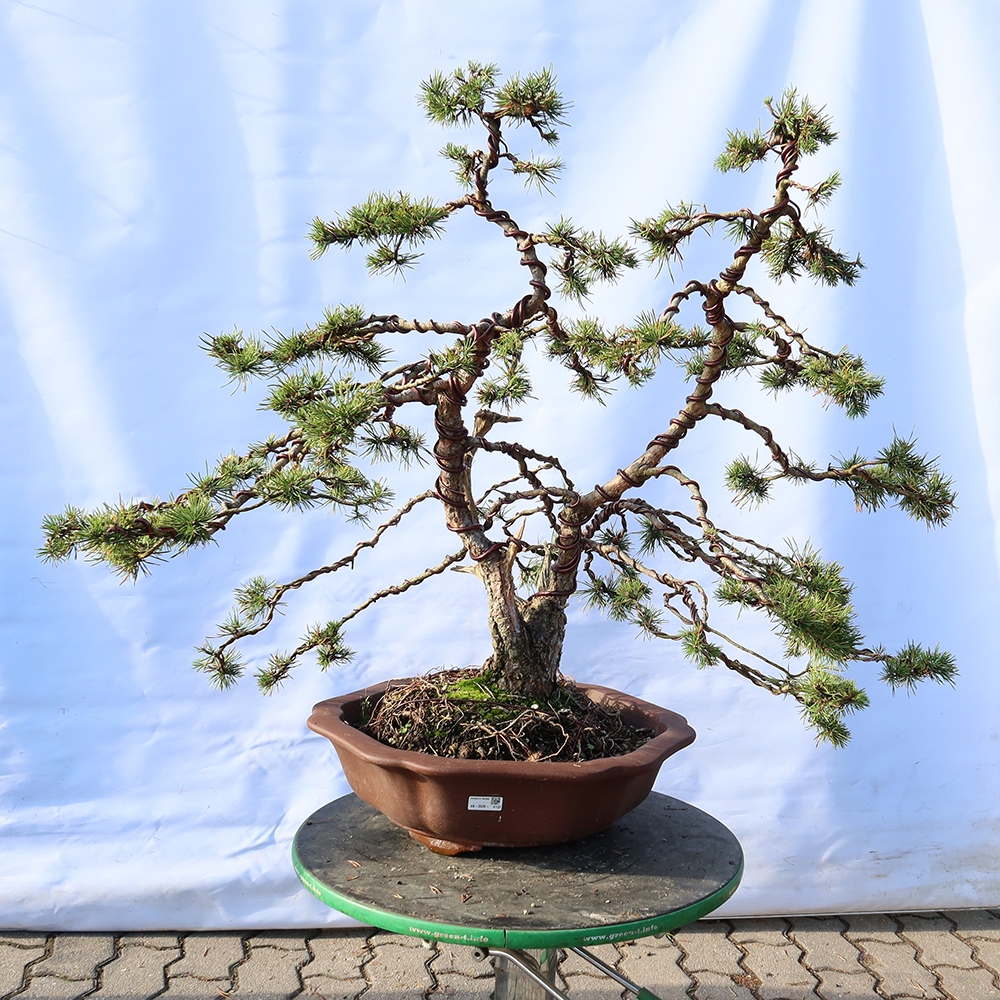 Pinus sylvestris Spagna - pino silvestre