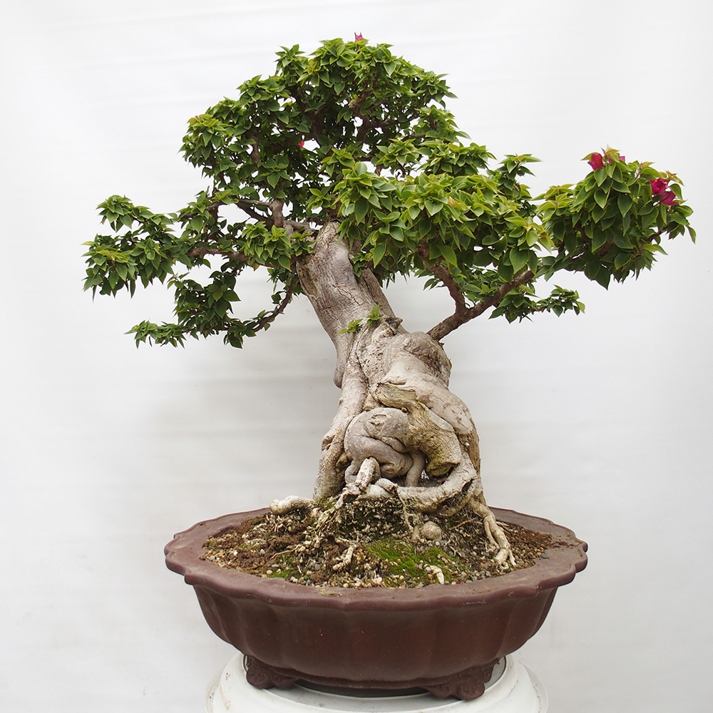 Camera bonsai - Bouganwilea
