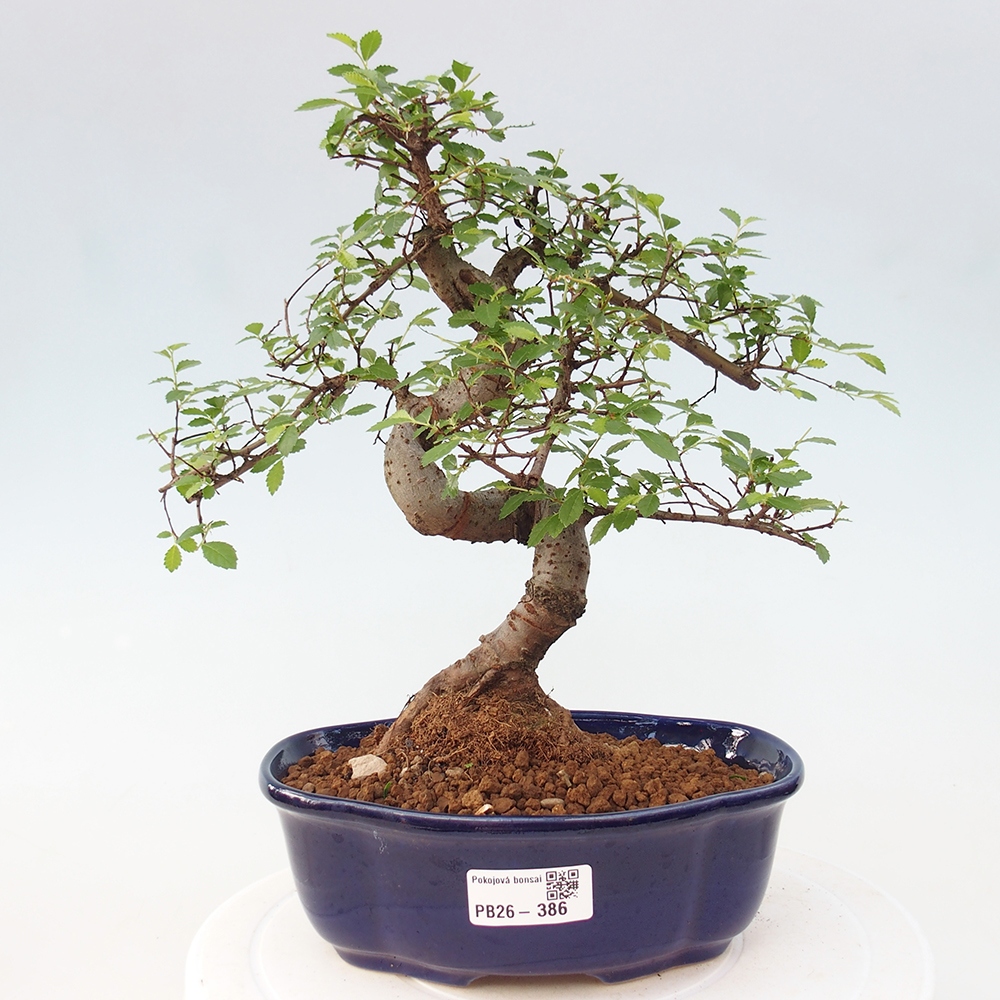Camera bonsai - Ulmus parvifolia - Olmo a foglie piccole