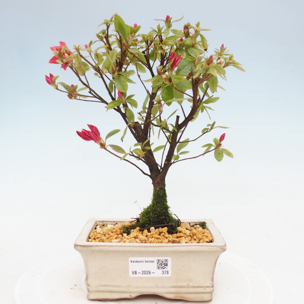 Bonsai da esterno - Azalea giapponese - Azalea sp.