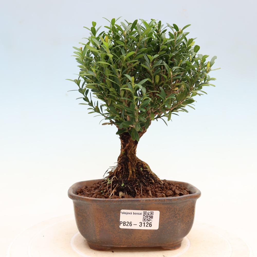 Camera bonsai - Buxus harlandii - buxus da sughero