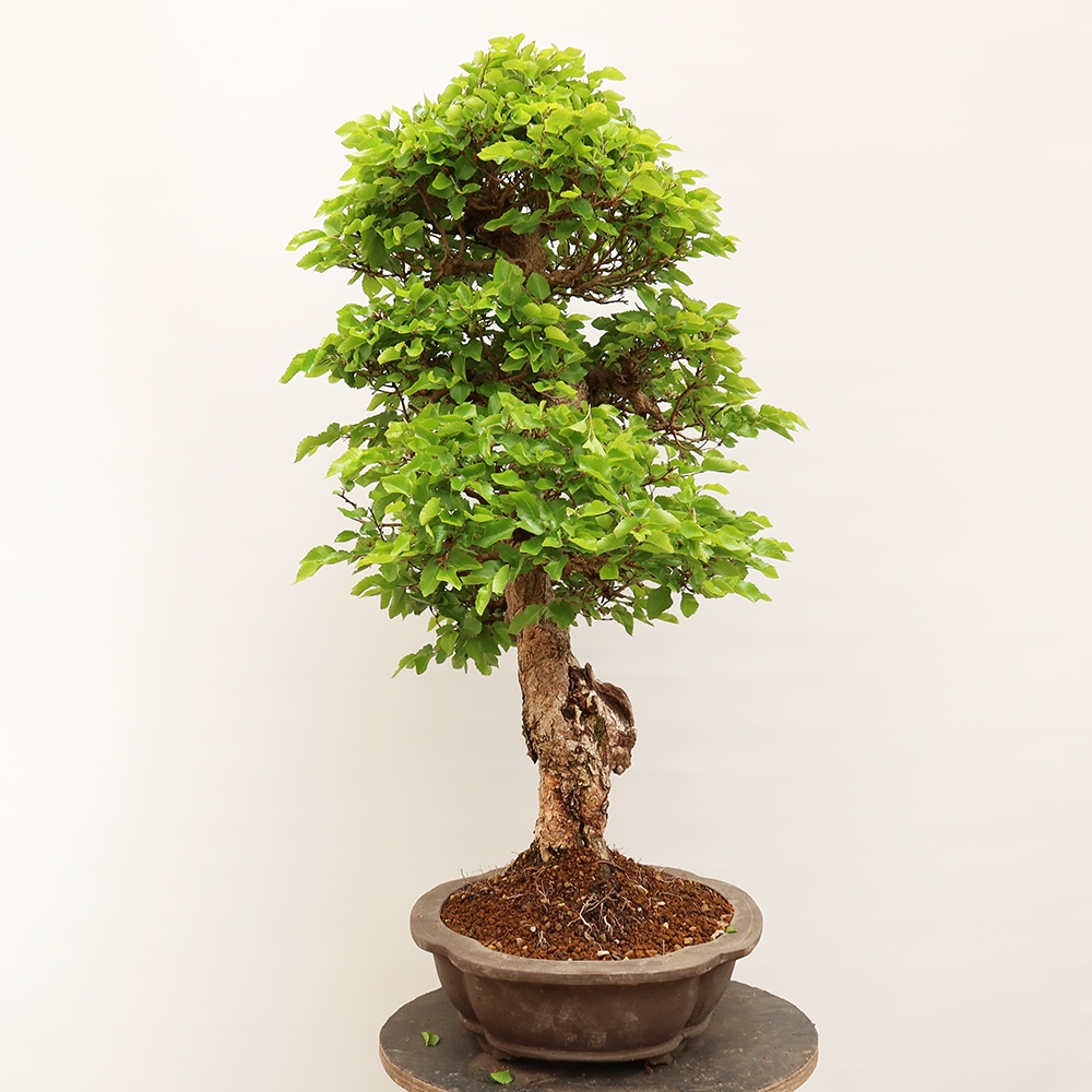 Bonsai da esterno -Carpinus Coreana - Carpino coreano