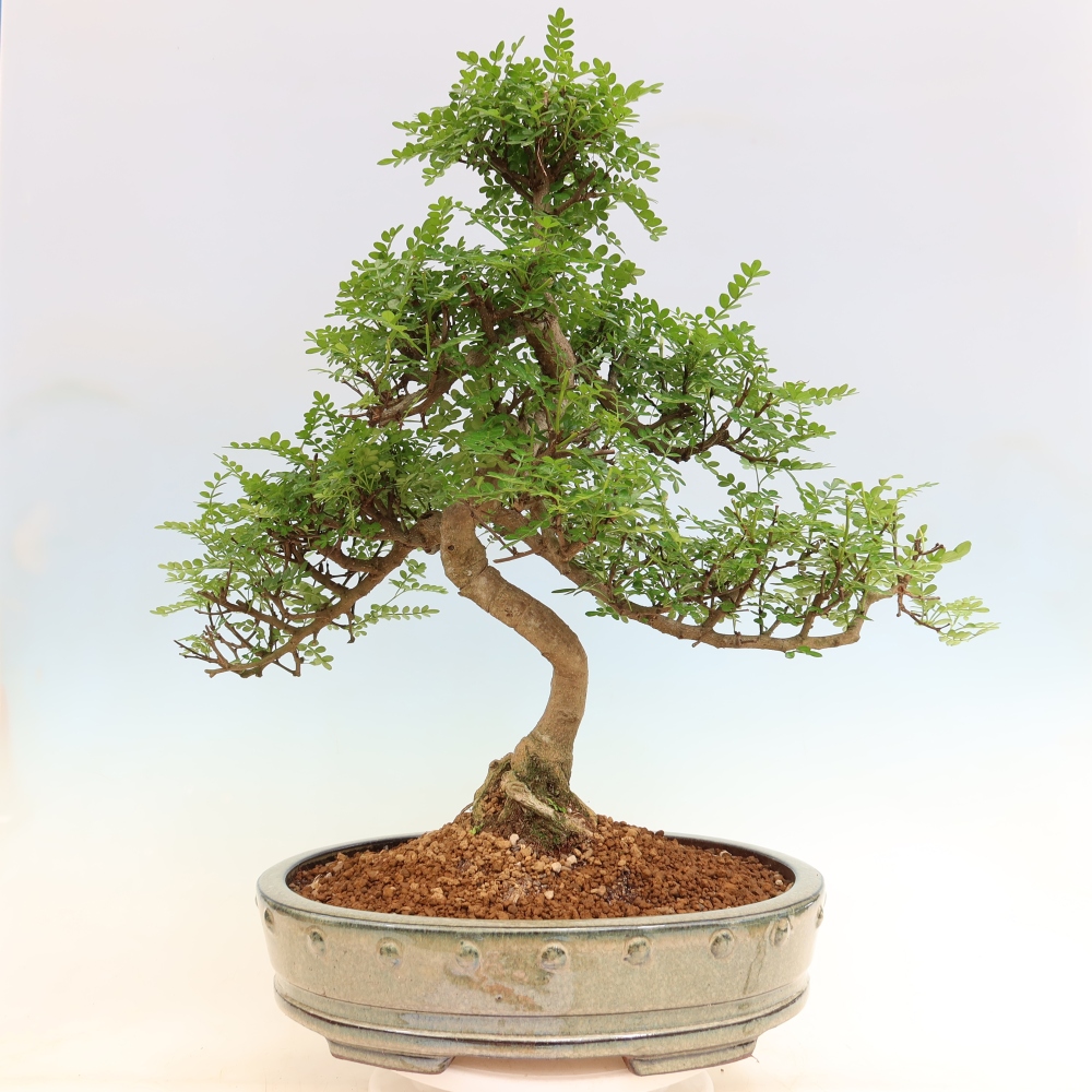 Camera bonsai - Zantoxylum piperitum - albero del pepe
