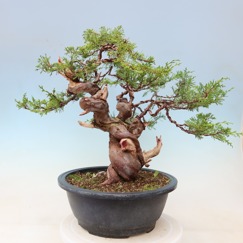 Bonsai da esterno - Juniperus chinensis Itoigawa-Juniperus chinensis